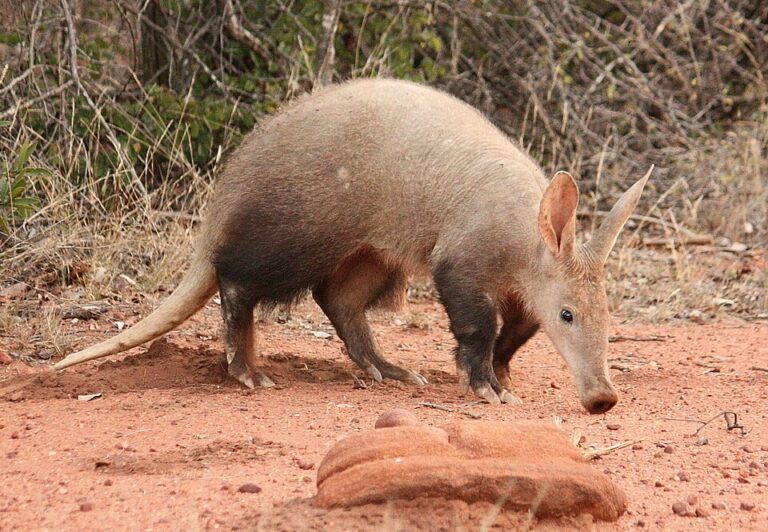 Oryctérope du Cap (aardvark) dans son habitat naturel.