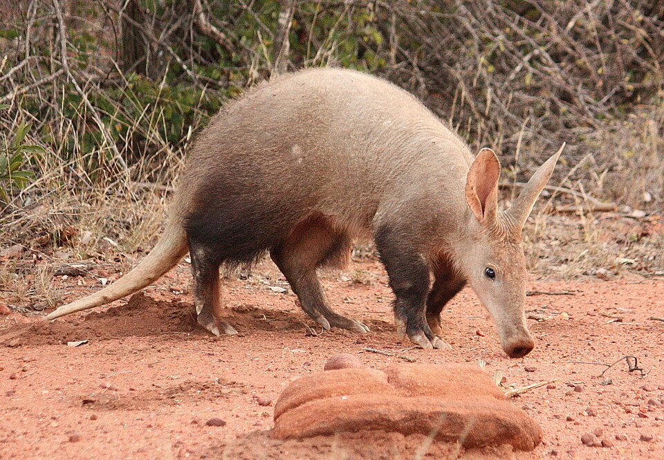 Aardvark : premier de la classe ou gros canular alphabétique ?