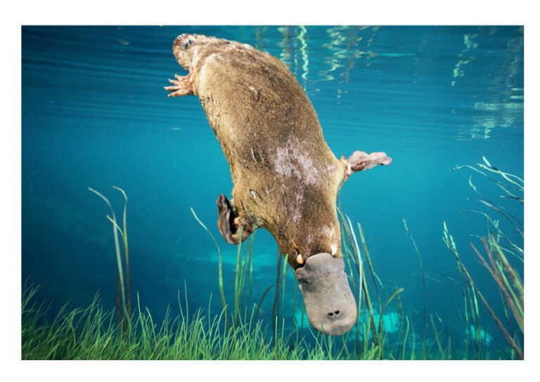Ornithorynque nageant sous l’eau avec son bec de canard.