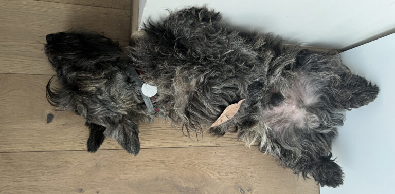 Scottish Terrier bringé (Wittgenstein) endormi sur le dos contre un mur