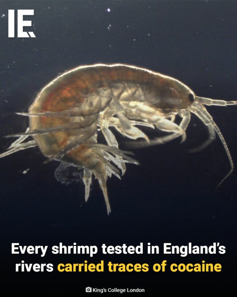 Crevette d’eau douce vue au microscope, contaminée par des traces de cocaïne.