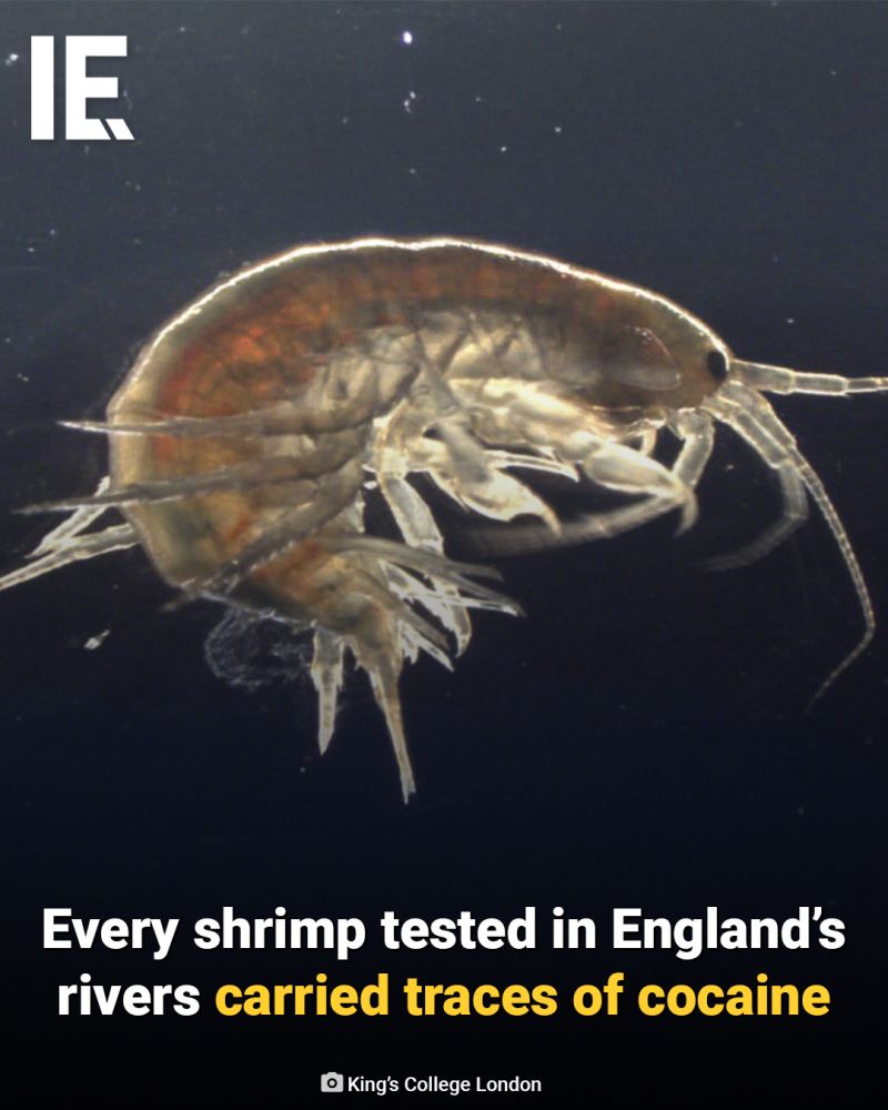 Cocaïne dans les crevettes : la science a de la patience. La city est à fond. Les vieux rockers s’estiment lésés.