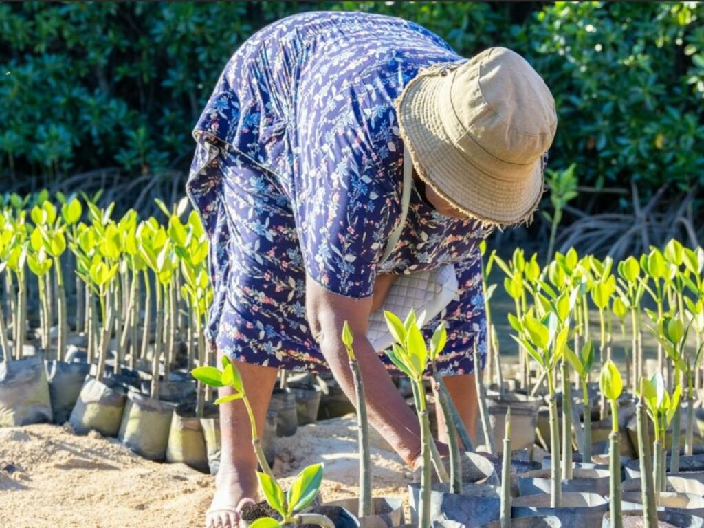 Femme plantant de jeunes pousses de mangrove sur une plage de sable, dans le cadre d’un projet de restauration.