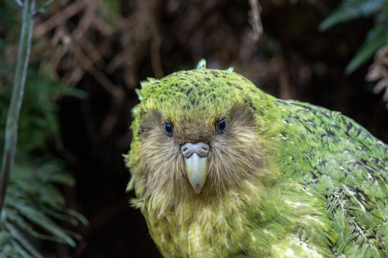 Kakapo adulte dans la forêt néo-zélandaise.