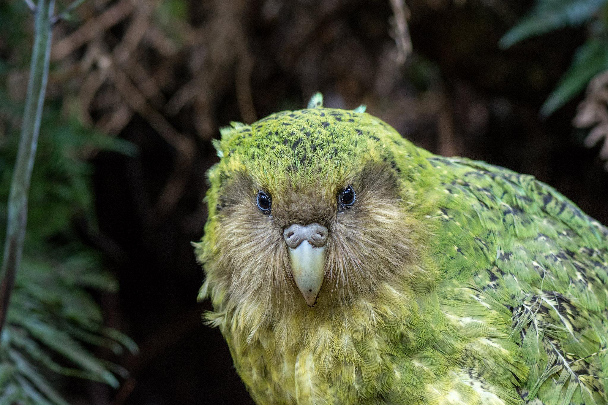 Le Kakapo : le perroquet qui a oublié comment être un oiseau