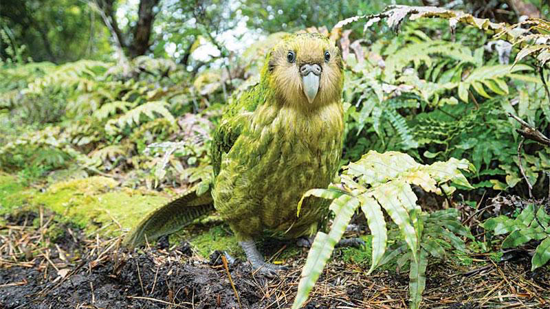 Kakapo adulte dans la forêt humide de Nouvelle-Zélande.