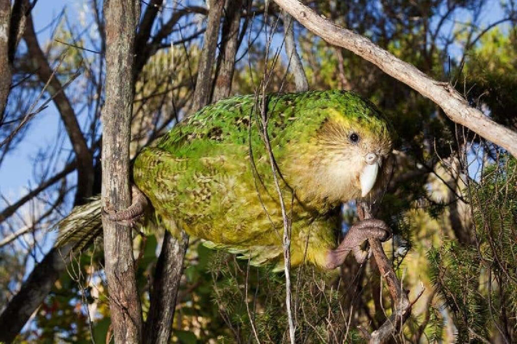 Kakapo adulte grimpant dans un arbre de la forêt néo-zélandaise.