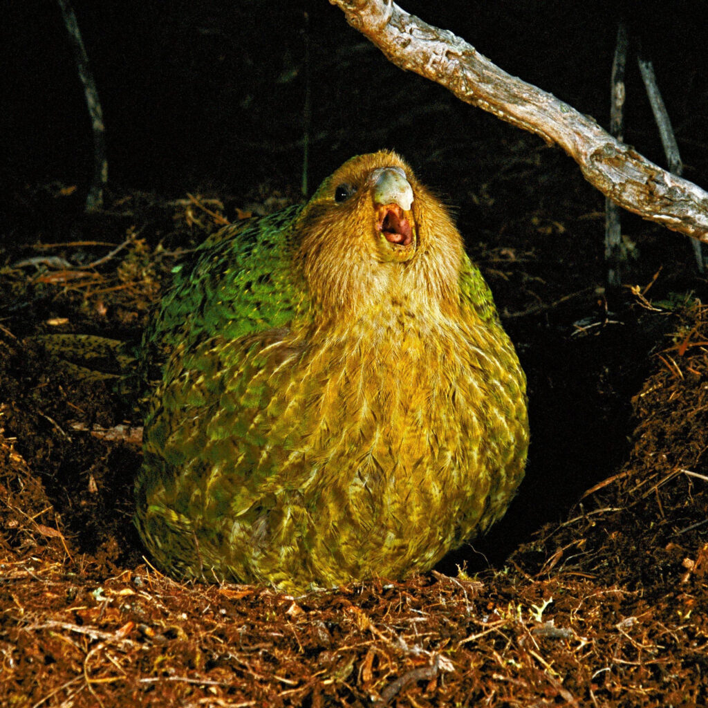 Mâle kakapo émettant son appel de reproduction nocturne en Nouvelle-Zélande.