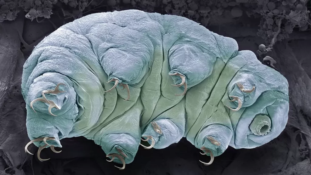 Tardigrade observé au microscope électronique à balayage montrant son corps segmenté et ses huit pattes munies de griffes.