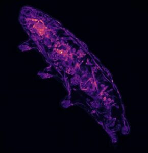Tardigrade observé en microscopie à fluorescence permettant de visualiser les structures internes impliquées dans les mécanismes de cryptobiose.