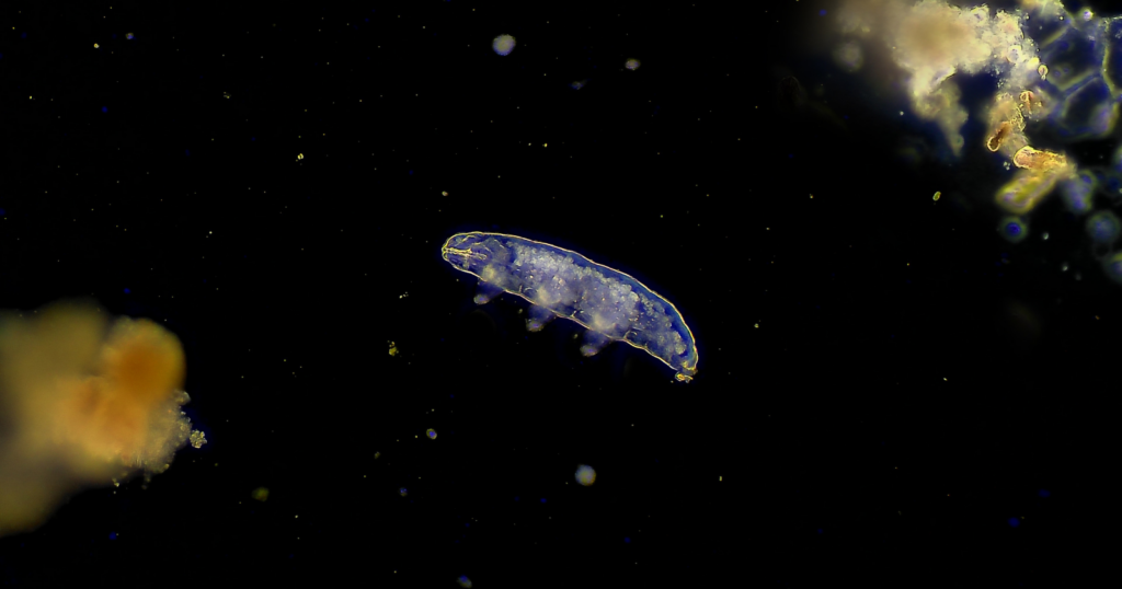 Tardigrade observé au microscope dans le cadre d’études sur sa résistance aux conditions extrêmes, notamment l’exposition au vide spatial.