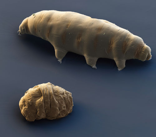 Tardigrade actif comparé à un tardigrade en état de cryptobiose (forme « tun »), caractérisé par la rétraction du corps et des pattes.