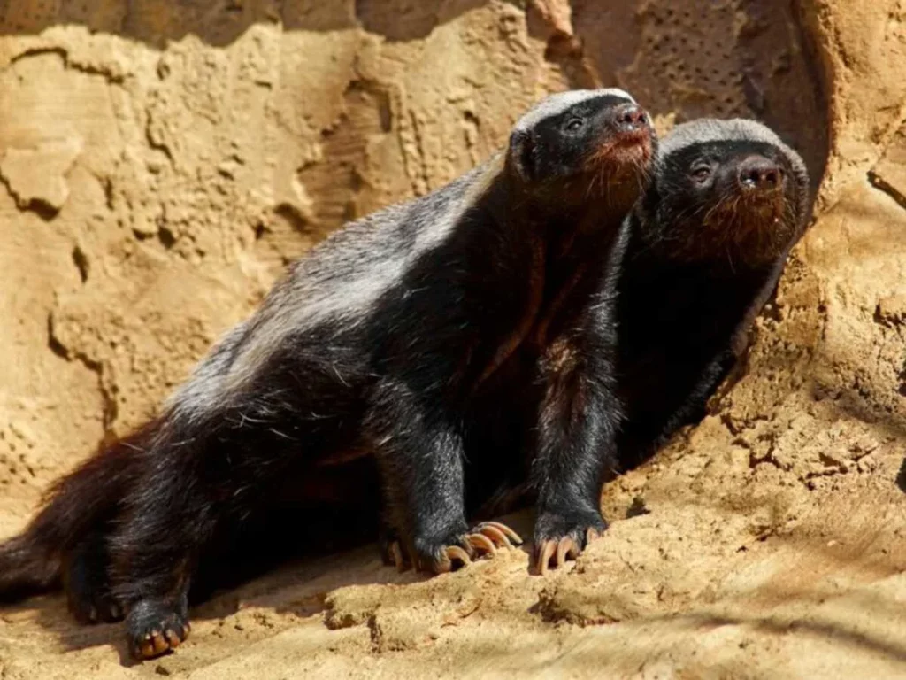 Deux ratels aux longues griffes dans un environnement rocheux