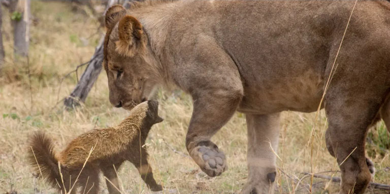 Un ratel faisant face à une lionne dans la savane