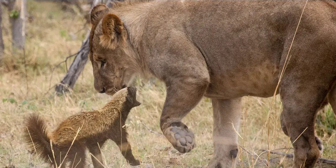 Ratel : le petit mammifère qui a décidé que les prédateurs étaient un problème pour les autres