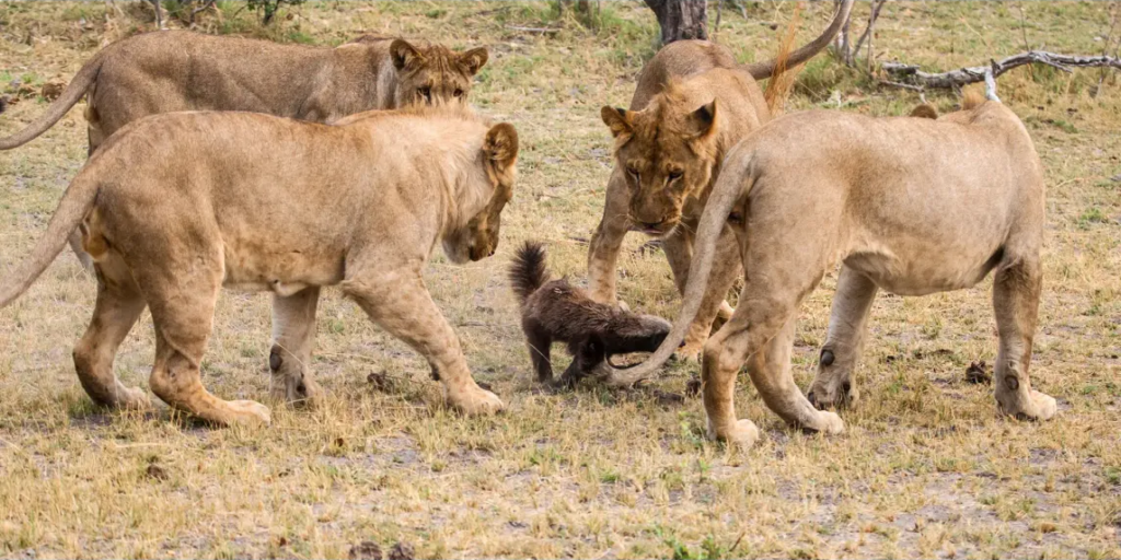 Un ratel faisant face à plusieurs lionnes dans la savane